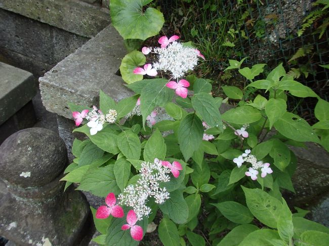 長谷寺アジサイ