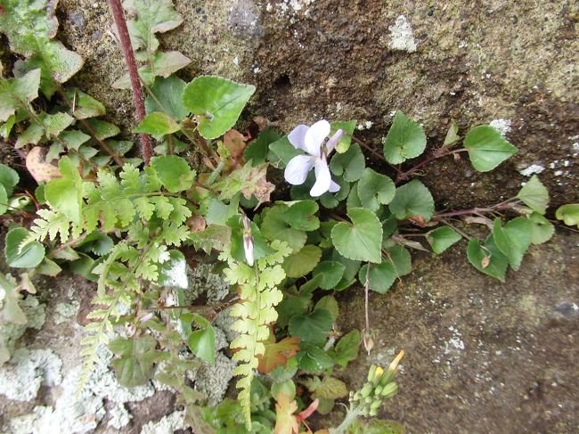 タチツボスミレ