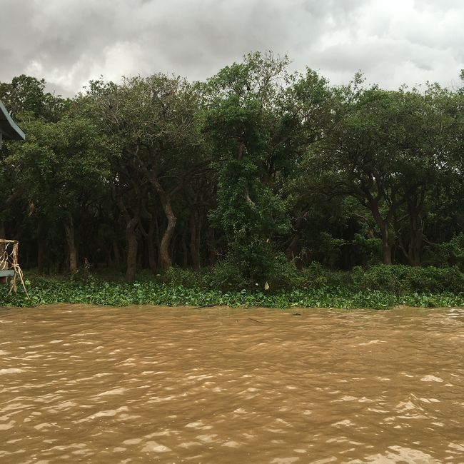 トンレサップ湖クルーズツァーのマングローブの森を撮影していた。