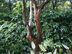 次はシンガポール植物園へ！
国内初の世界遺産の場所らしいです。

国立ラン園入口の手前にあった木。
中曽根元首相からの贈り物のようです。
