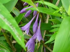 早速お目当ての高山植物を探して歩きます。

このリフトからロープウエイの山頂付近は高山植物で溢れる植物園になっています。

