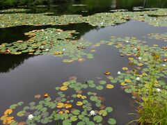 やがて睡蓮の咲く池に出ます。

これが一沼のようです。