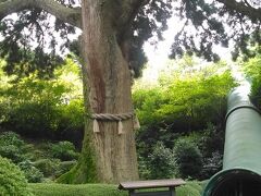 　成川美術館に向かいます。エスカレーターがあるみたい。よかった。
大きな杉があります。