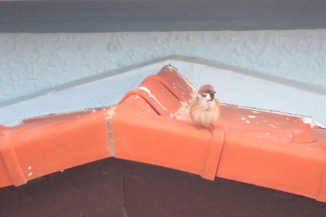 私は鳥さんを探すのにキョロキョロしましたが、見られたのはスズメちゃんだけ。<br />