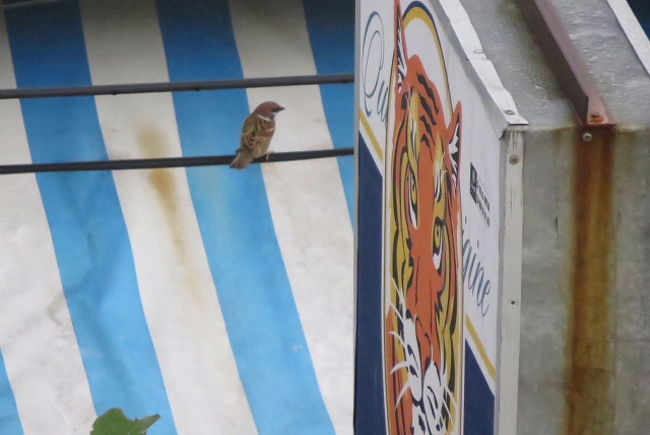 こちらのスズメちゃんは、タイガーの看板とにらめっこ？してます。