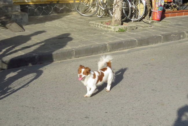 こちらのワンコも暑そうですね。