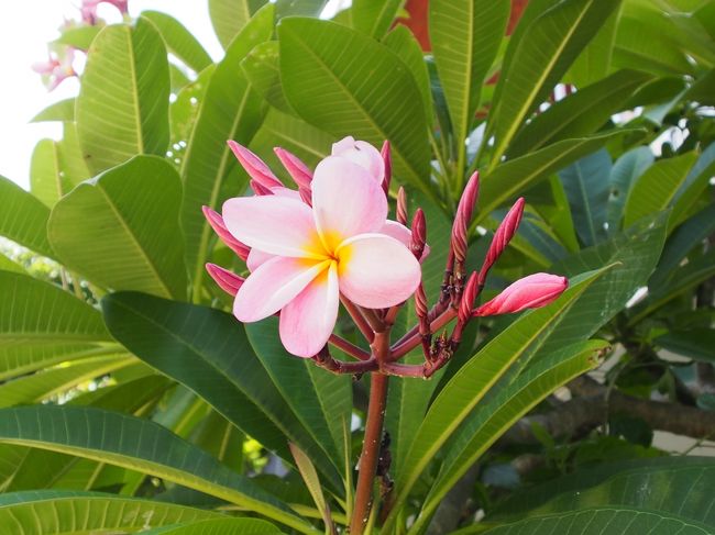午前中はシュノーケリング<br />その後は、風光明媚な川平湾へ<br />途中で目についたピンクのプルメリア<br />南国らしい花