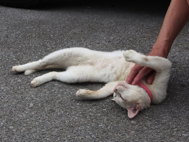 人に慣れていて触らせてくれた