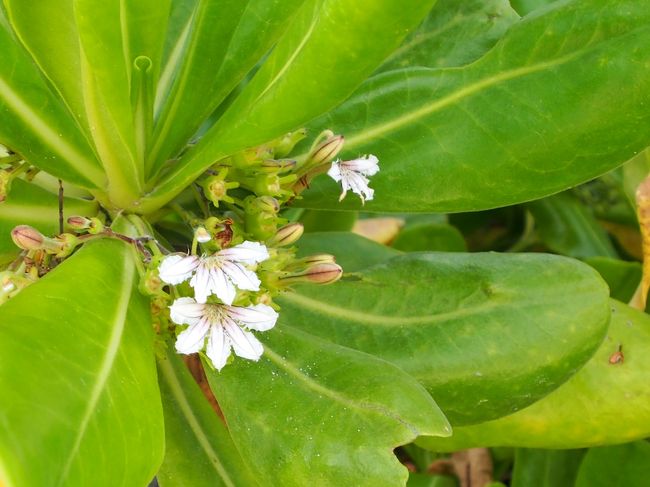 湾の周辺に咲いていた花<br />花弁が半分だけ・・・面白い