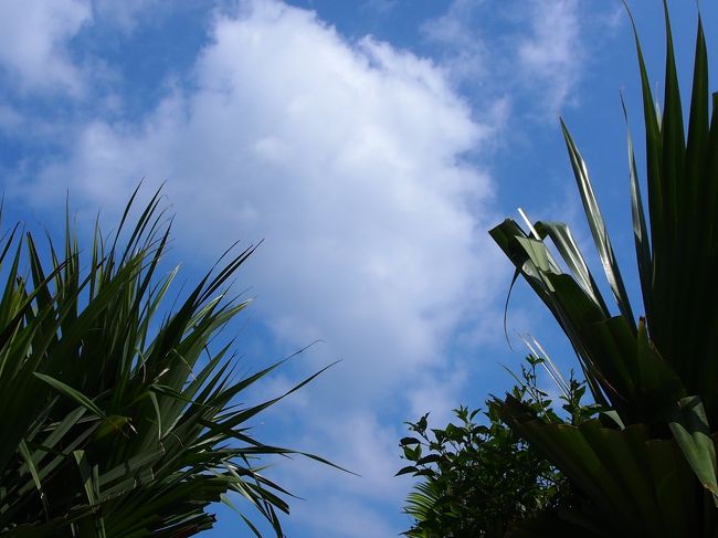 さあ部屋を片付け、荷物をまとめて出発〜！<br />車を返して、空港へ<br />今日も暑い