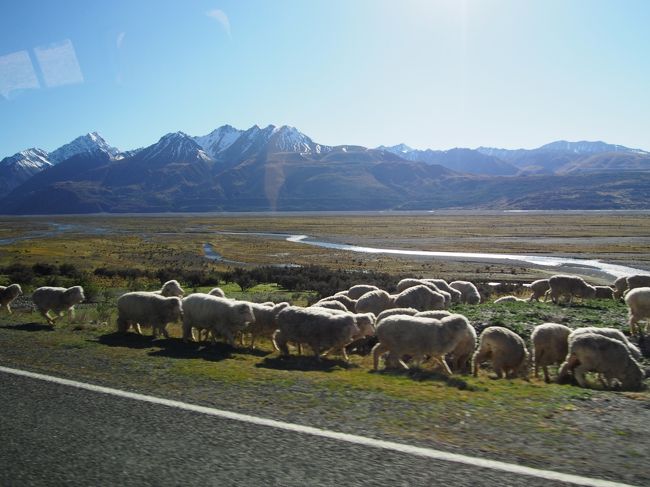 バスで移動中、本物の羊の群れに遭遇しました。<br />羊飼いの青年と牧羊犬が誘導してどんどん歩く羊たち。映画の１シーンのようです。
