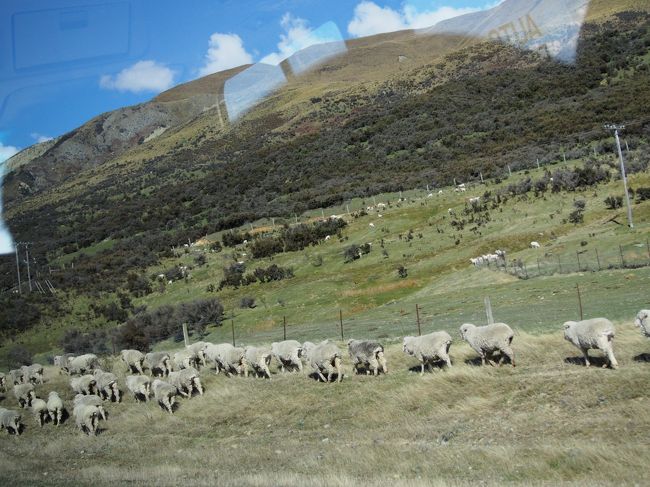またまたバス移動で羊さん。