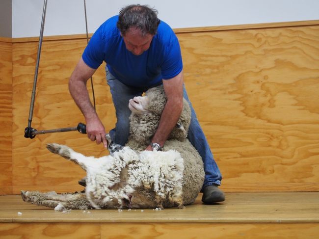ラムを食べてすぐに、羊の毛刈りショーと牧羊犬ショーを見ました。