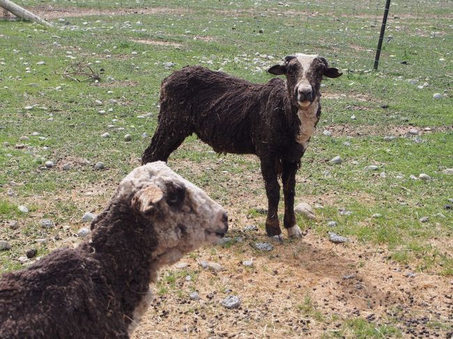 身ぐるみはがされた羊さん。犬のようです。
