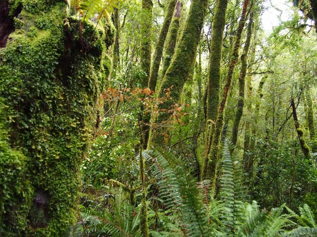 NZには緑がたくさんあります。