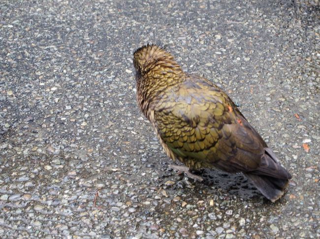 ニュージーランドに生息する珍しい鳥を発見。鳴き声が独特でした。