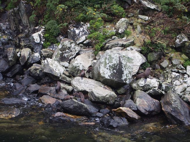 わかりにくいですが、アザラシ？がいました。