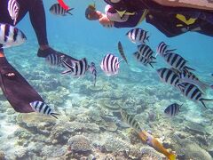 ナガンヌ島付近の海でシュノーケル。
白と黒のお魚がたくさん。
サンゴ礁には他にもたくさんの魚。

