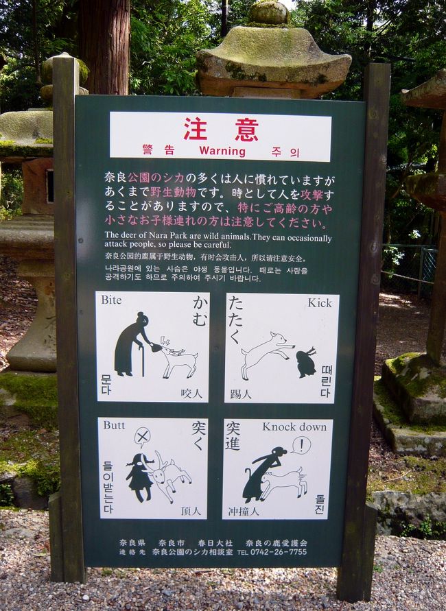 鹿は思いのほか大きいのでわたしは少しこわいです。