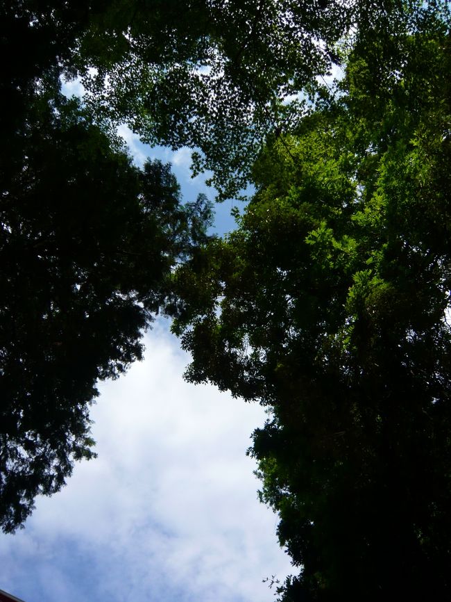 美しい緑の小路を抜けて