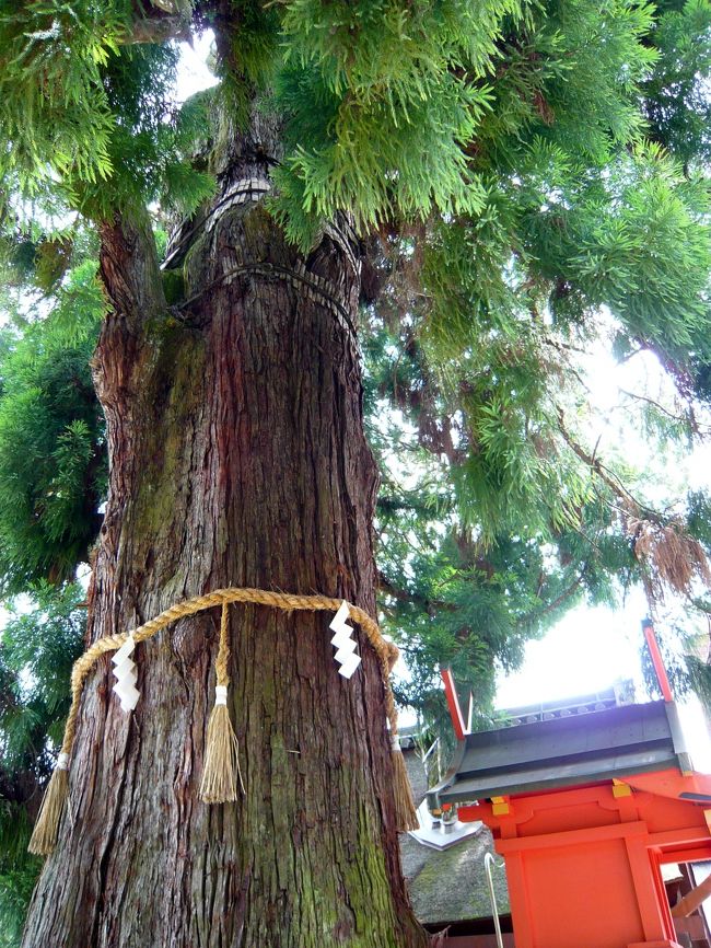 大杉をさわさわ。