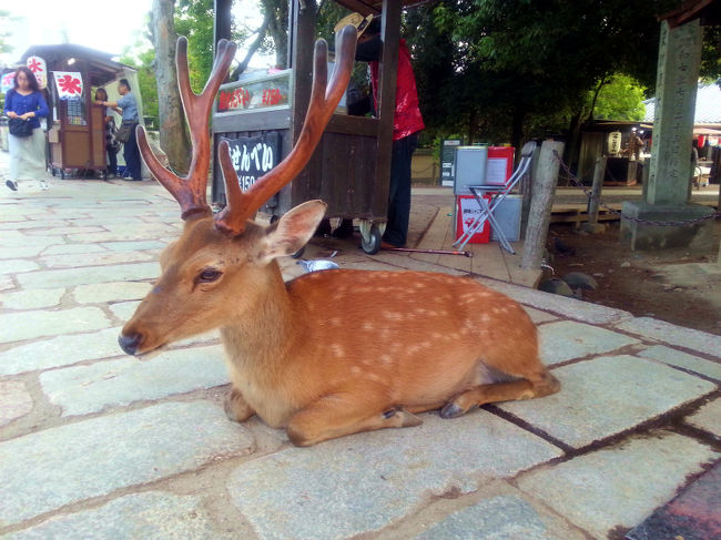 移動中に出会った置物のような子。角が立派。