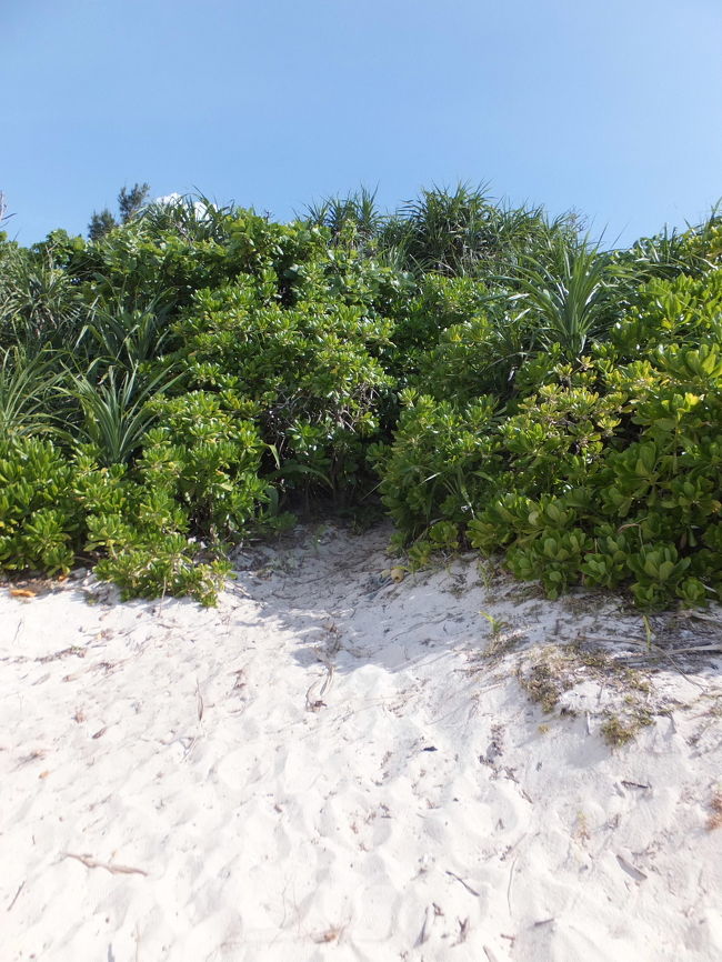 お部屋で着替えてから、<br />目指すは川平タバガー！<br /><br />悪路をレンタカーで進み、<br />駐車スペースに車を停めて、<br />木立を抜けると。。。。<br /><br />