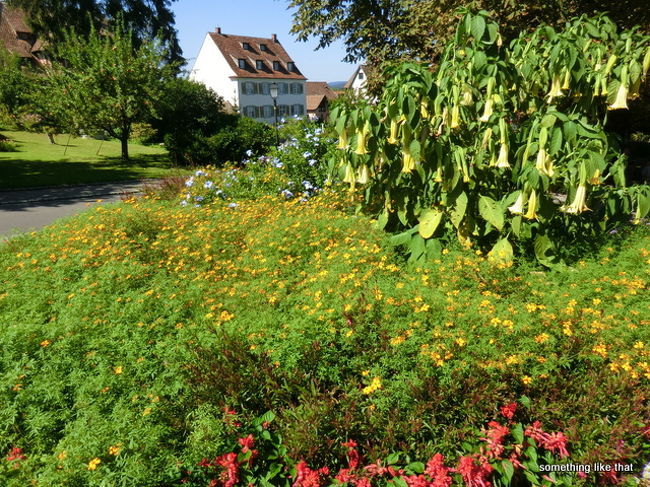 色んな花が咲いています。