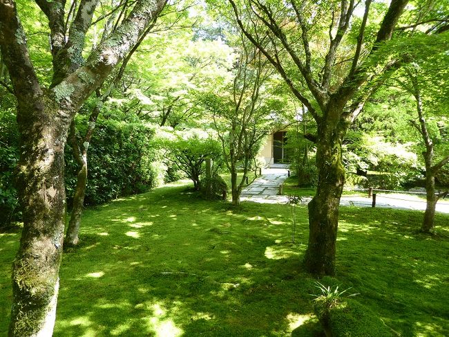 写経後は苔が美しいお庭の見学です。<br />