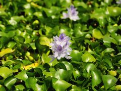 藤原宮から次にやってきたのは、本薬師寺跡です。

まだ、満開時期には早かったのですが、結構咲いていましたよ。