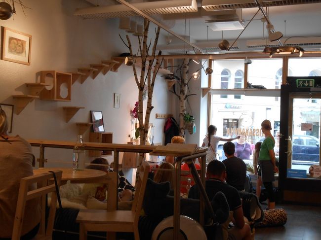 お腹いっぱいになったら今日の目的地へ向かいます。<br /><br />【Kissakahvila Helsinki】<br />ヘルシンキで人生初の猫カフェ！！！<br />ネット予約（フィン語のみ）した段階から楽しみで楽しみで！<br /><br />猫が寒がるからなのか部屋はむわぁんと暑かったけど<br />かわいい猫たちと遊べて楽しかった〜！<br /><br />日本よりうんと安いんでカフェの注文品を合わせても<br />計19ユーロぐらいだったかな？