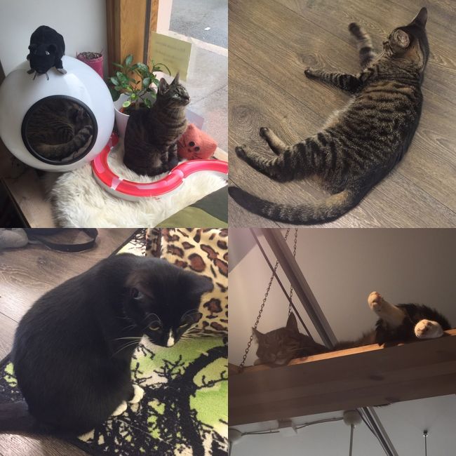 また会いに行きたい...<br /><br />肉球ぷにぷにしたい...