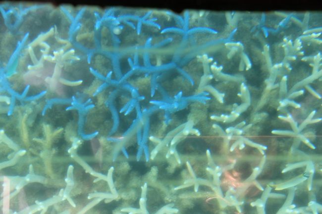 グラスボートです