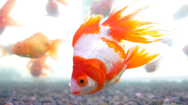 タワーの展望室には、金魚の展示がありました。展望室中にたくさんの水槽があり、しばし景色を忘れ、金魚を観察していました。