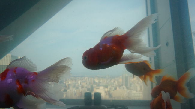 名古屋の空を飛ぶように泳ぐ金魚たち。