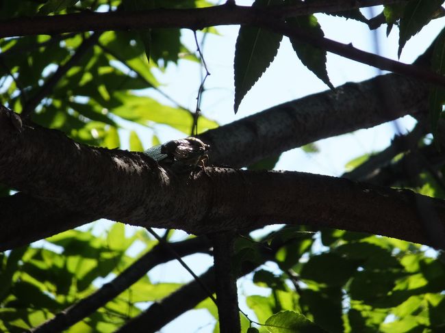 クマゼミの大合唱。探すと案外見当たらないのですが、ようやく発見。