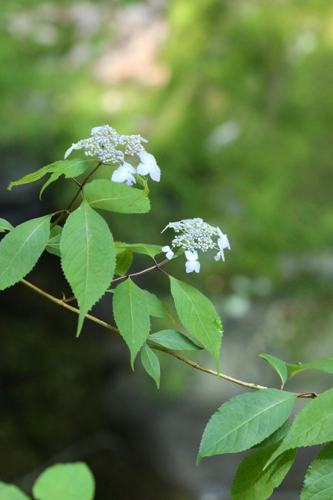 <br />山紫陽花が咲いていました。<br /><br />