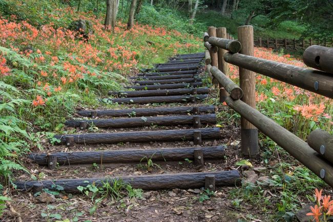 カタクリの山の斜面がオレンジ色に染まる ～三毳山のキツネノカミソリ