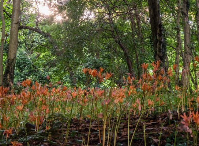 カタクリの山の斜面がオレンジ色に染まる ～三毳山のキツネノカミソリ