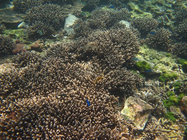 2016夏串本☆本州最大のテーブル珊瑚の群生地！』串本・古座川