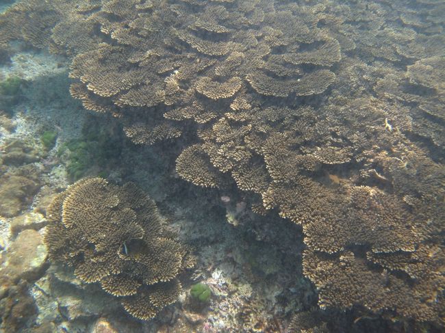 テーブル珊瑚等及び皿珊瑚4個　写真1~6の全て テーブル珊瑚等及び皿珊瑚4個 写真1~6の全て テーブル珊瑚