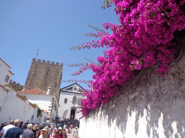 燃えるように咲くブーゲンビリア