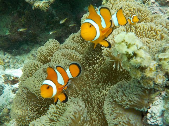 そして次男もこちらのカクレクマノミを箱メガネで見て満足していました。<br />この写真は、スタッフのお姉さんが潜って撮ってきてくれました。