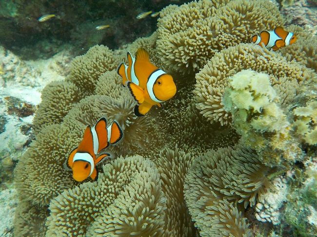 しばらくニモちゃんをご覧ください。