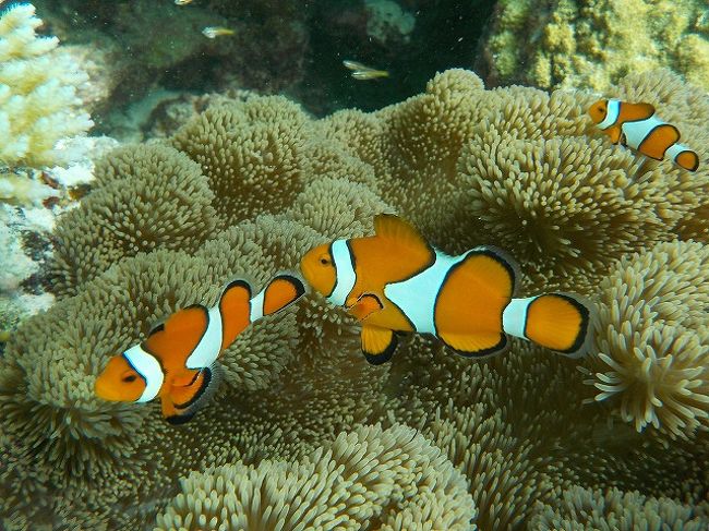 何ともキレイなオレンジ色。