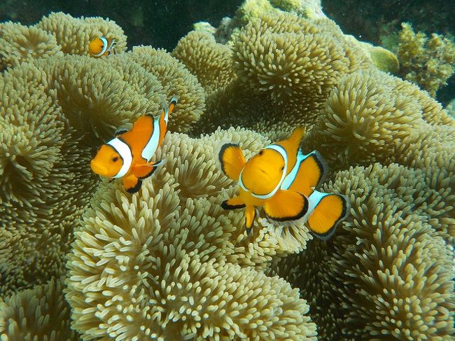 カメラに気付いちゃった？<br /><br />楽しいシュノーケリングも終了。<br />親切なスタッフさんのおかげで家族全員楽しいシュノーケリングを楽しむことができました。<br />幻の島（浜島）は想像と違っていて残念だったけどね。<br /><br />この後、かりほー商店に荷物を置いてきてしまい、ホテルまであとちょっとで到着のはずが戻ることに。うっかりしちゃいました。<br />