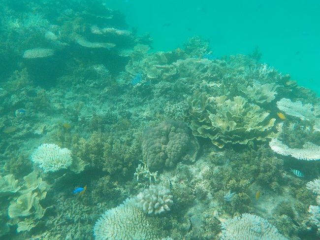 長男はボートシュノーケリングは初めてだったので、少し緊張したみたいでしたが、あっという間に慣れて水深３メートルくらいの海を満喫していました。