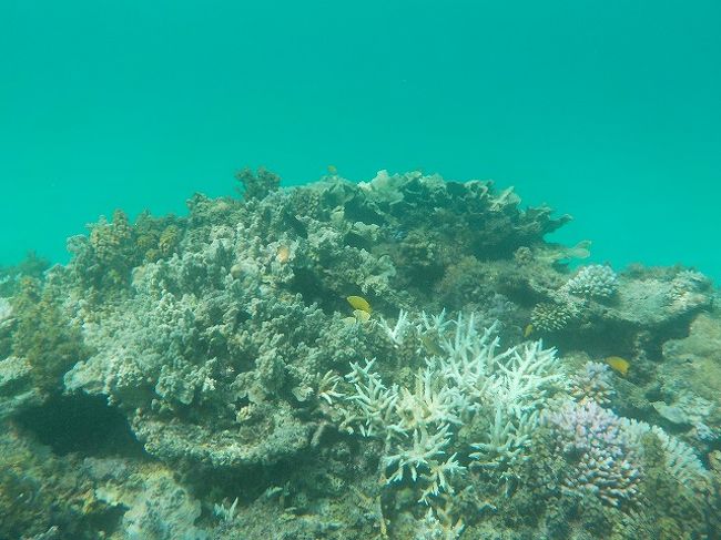 お〜、キレイなサンゴ。