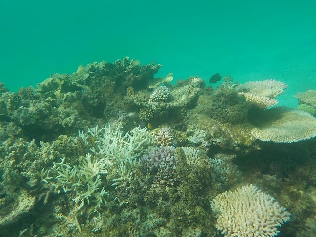 お魚もたくさんいたのですが、あまり写ってなかったですね。