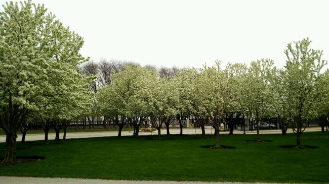 Navy Pierの周辺は緑があって素敵でした。